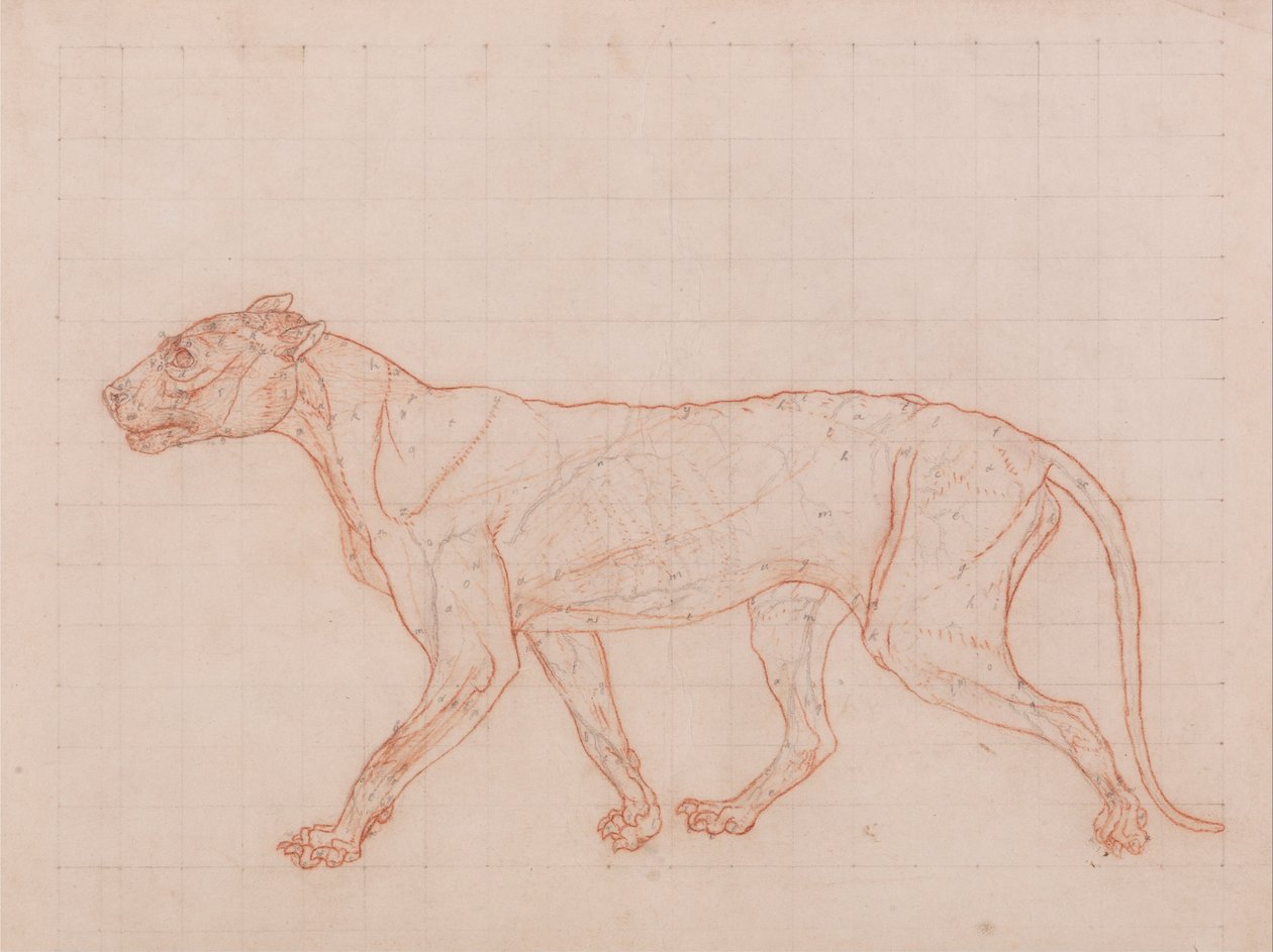 İnsan Vücudunun Yapısının Bir Kaplanın Yapısı ile Mukayeseli Bir Anatomik Gösterimi ve Bir... by George Stubbs