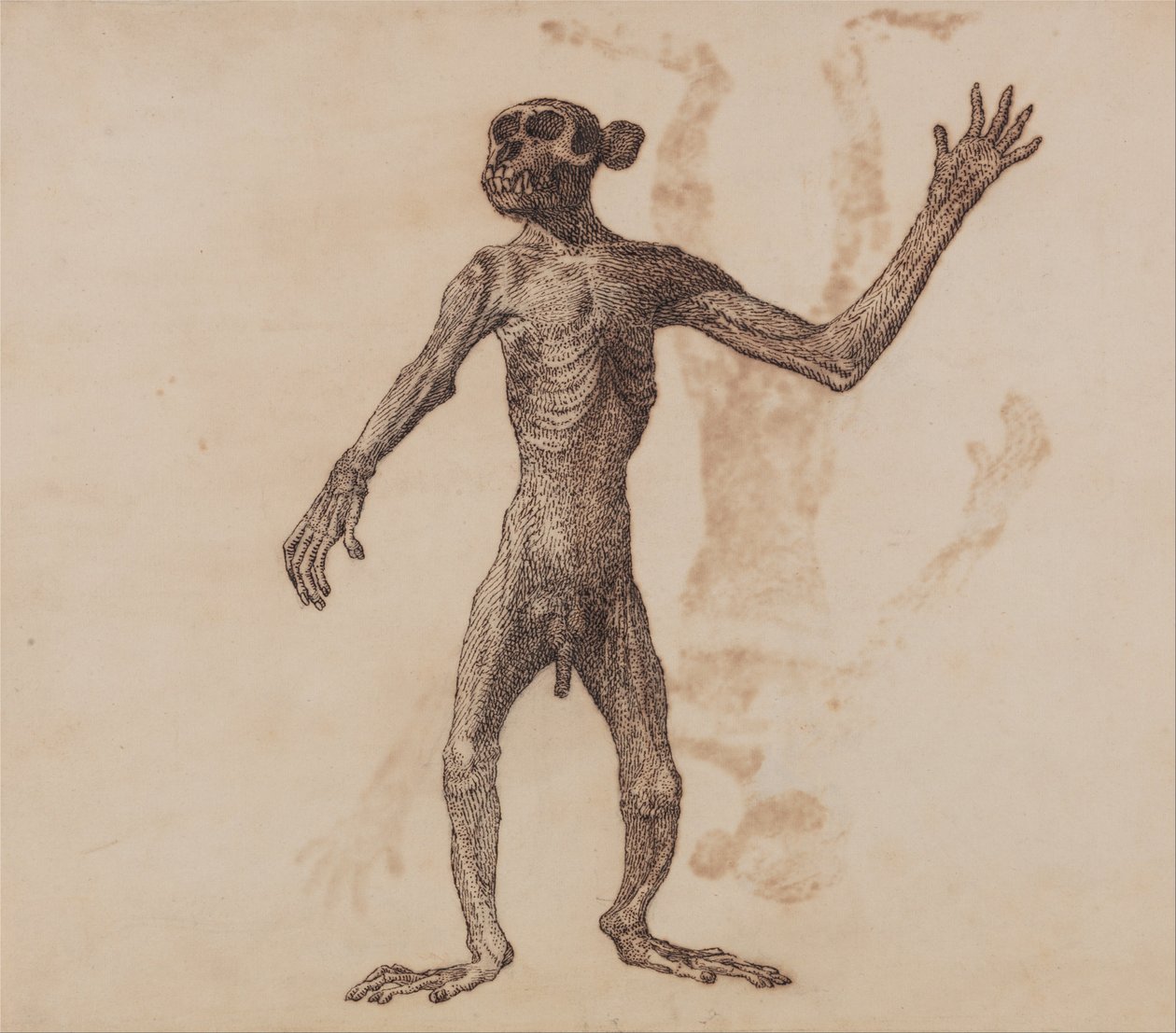 İnsan Vücudunun Yapısının Bir Kaplanın Yapısı ile Mukayeseli Bir Anatomik Gösterimi ve Bir... by George Stubbs