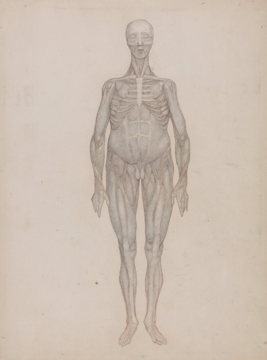 İnsan Vücudunun Yapısının Bir Kaplanın Yapısı ile Mukayeseli Bir Anatomik Gösterimi ve Bir... by George Stubbs