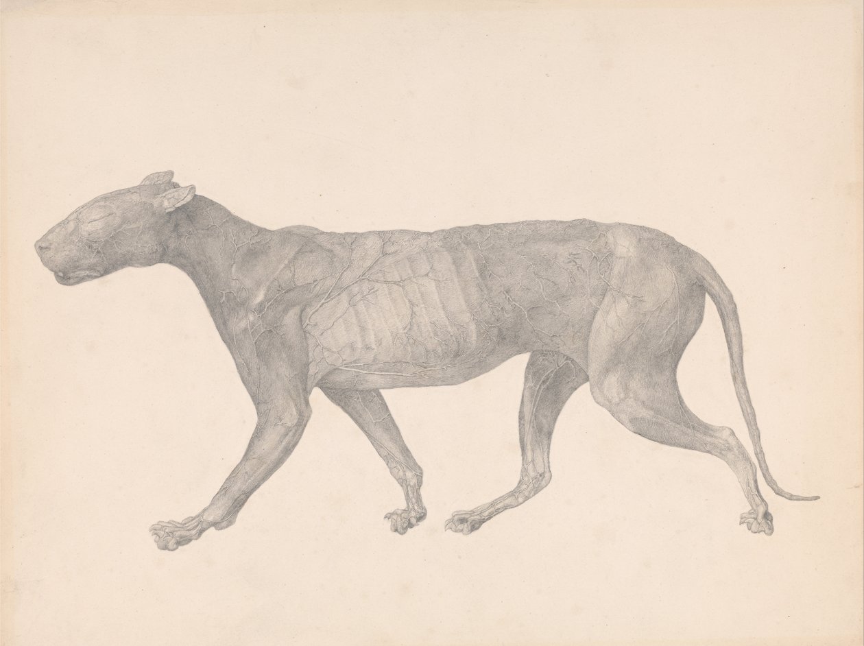 İnsan Vücudunun Yapısının Bir Kaplanın Yapısı ile Mukayeseli Bir Anatomik Gösterimi ve Bir... by George Stubbs