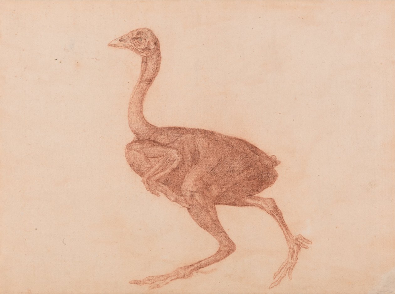 İnsan Vücudunun Yapısının Bir Kaplanın Yapısı ile Mukayeseli Bir Anatomik Gösterimi ve Bir... by George Stubbs