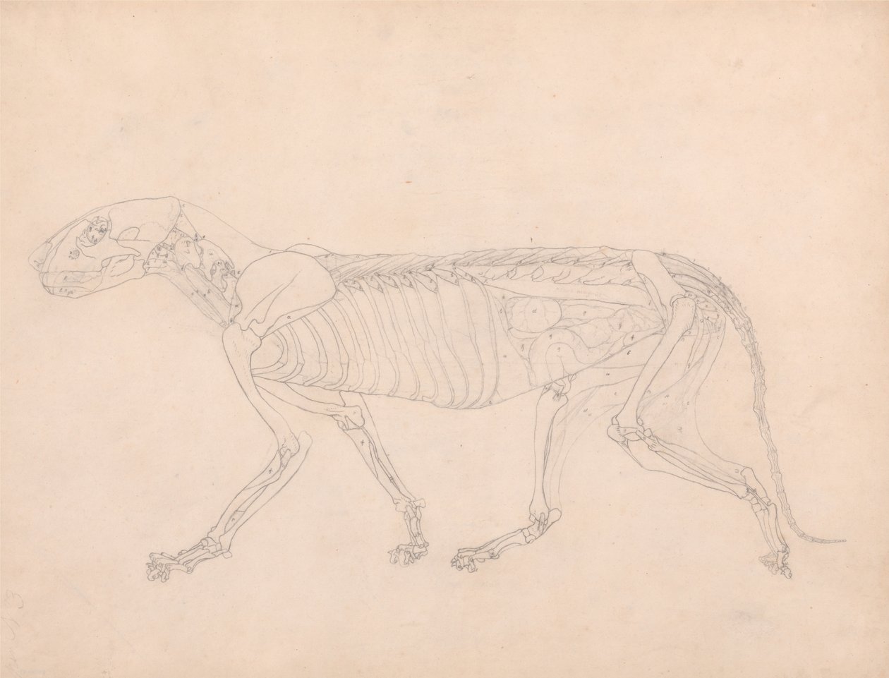 İnsan Vücudunun Yapısının Bir Kaplanın Yapısı ile Mukayeseli Bir Anatomik Gösterimi ve Bir... by George Stubbs