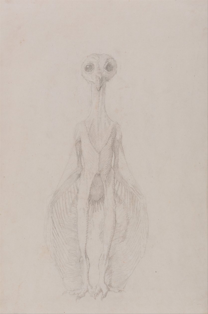 İnsan Vücudunun Yapısının Bir Kaplanın Yapısı ile Mukayeseli Bir Anatomik Gösterimi ve Bir... by George Stubbs