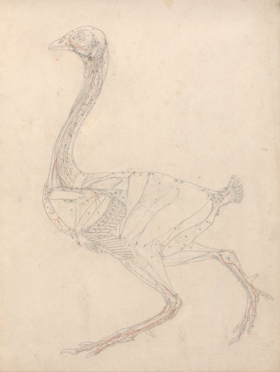 İnsan Vücudunun Yapısının Bir Kaplanın Yapısı ile Mukayeseli Bir Anatomik Gösterimi ve Bir... by George Stubbs
