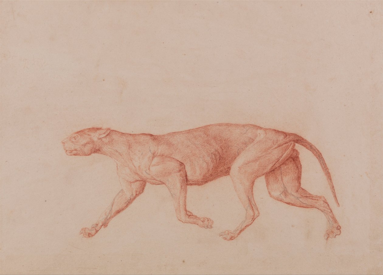 İnsan Vücudunun Yapısının Bir Kaplanın Yapısı ile Mukayeseli Bir Anatomik Gösterimi ve Bir... by George Stubbs