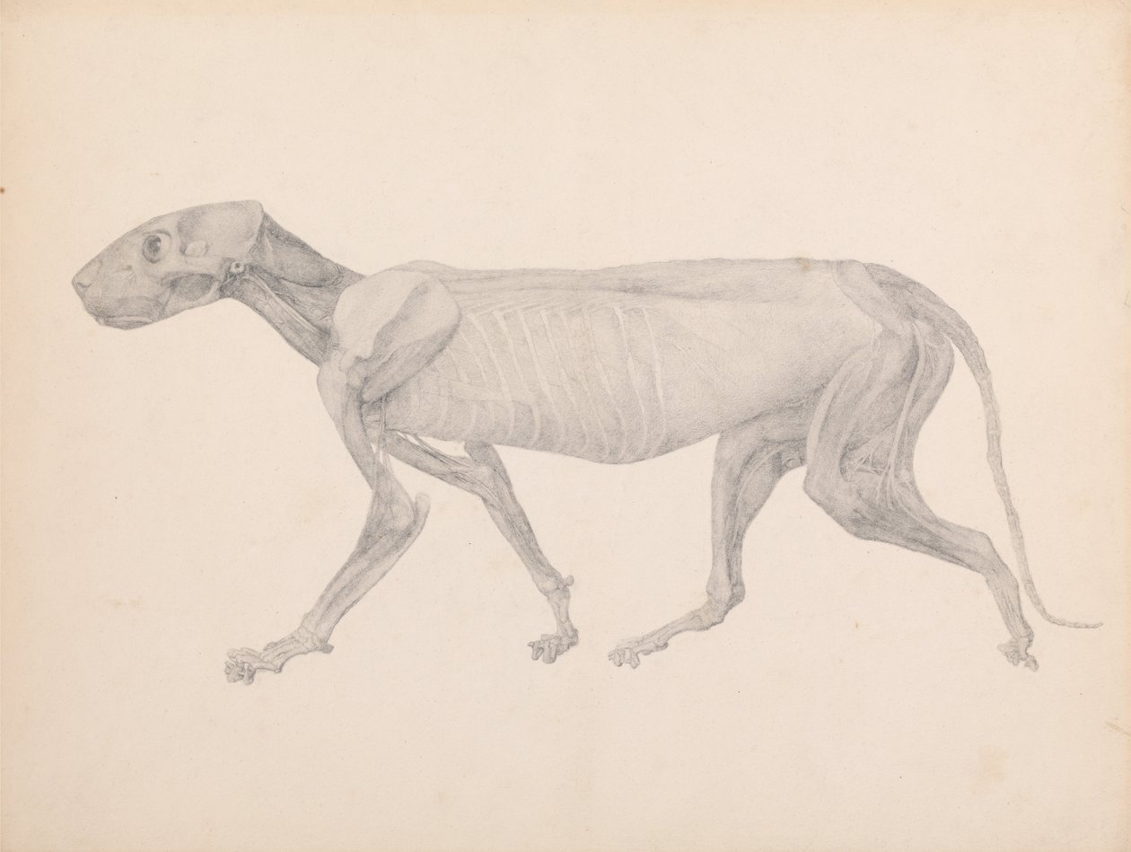 İnsan Vücudunun Yapısının Bir Kaplanın Yapısı ile Mukayeseli Bir Anatomik Gösterimi ve Bir... by George Stubbs