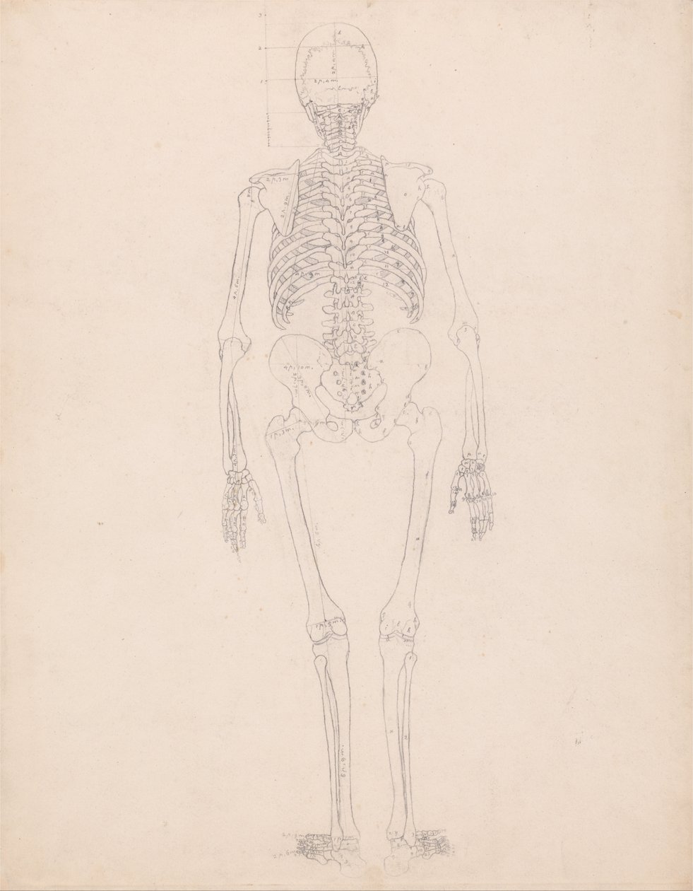 İnsan Vücudunun Yapısının Bir Kaplanın Yapısı ile Mukayeseli Bir Anatomik Gösterimi ve Bir... by George Stubbs