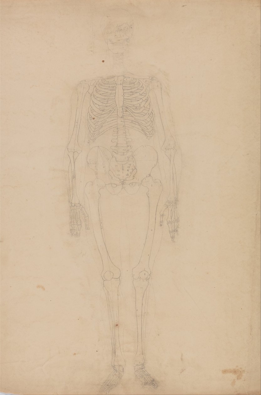 İnsan Vücudunun Yapısının Bir Kaplanın Yapısı ile Mukayeseli Bir Anatomik Gösterimi ve Bir... by George Stubbs