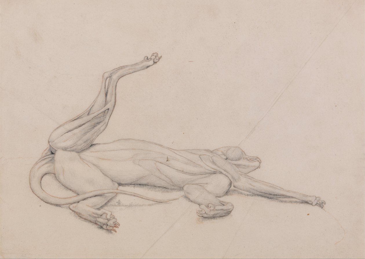 İnsan Vücudunun Yapısının Bir Kaplanın Yapısı ile Mukayeseli Bir Anatomik Gösterimi ve Bir... by George Stubbs