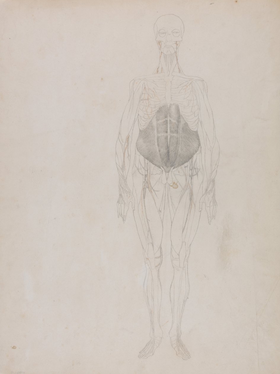 İnsan Vücudunun Yapısının Bir Kaplanın Yapısı ile Mukayeseli Bir Anatomik Gösterimi ve Bir... by George Stubbs