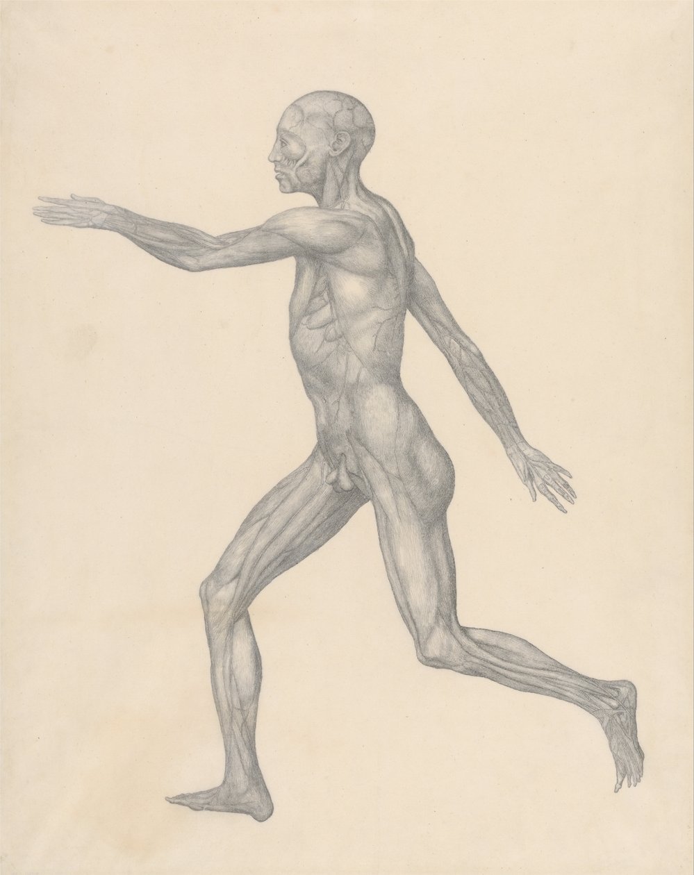İnsan Vücudunun Yapısının Bir Kaplanın Yapısı ile Mukayeseli Bir Anatomik Gösterimi ve Bir... by George Stubbs