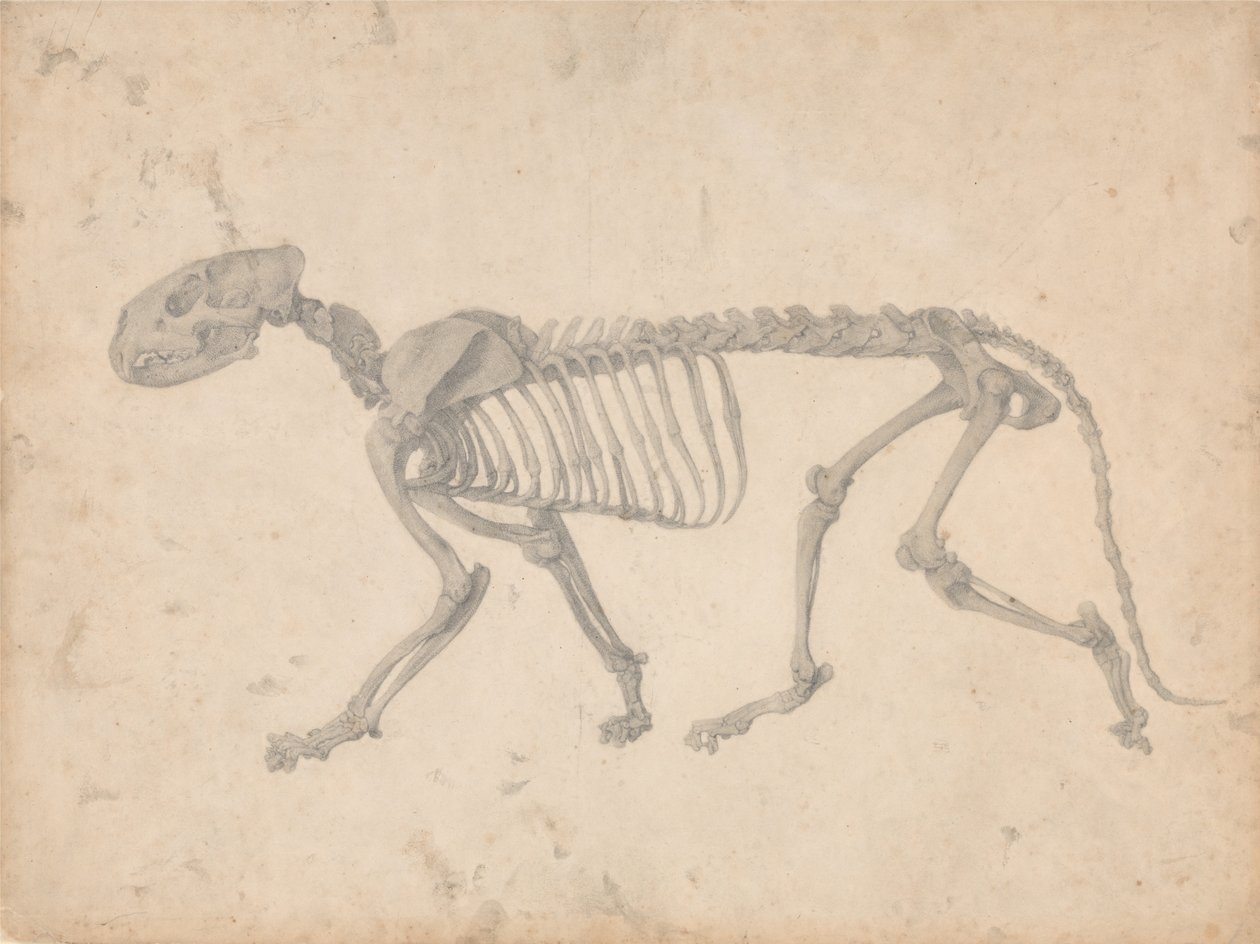 İnsan Vücudunun Yapısının Bir Kaplanın Yapısıyla Karşılaştırmalı Anatomik Bir Gösterimi by George Stubbs