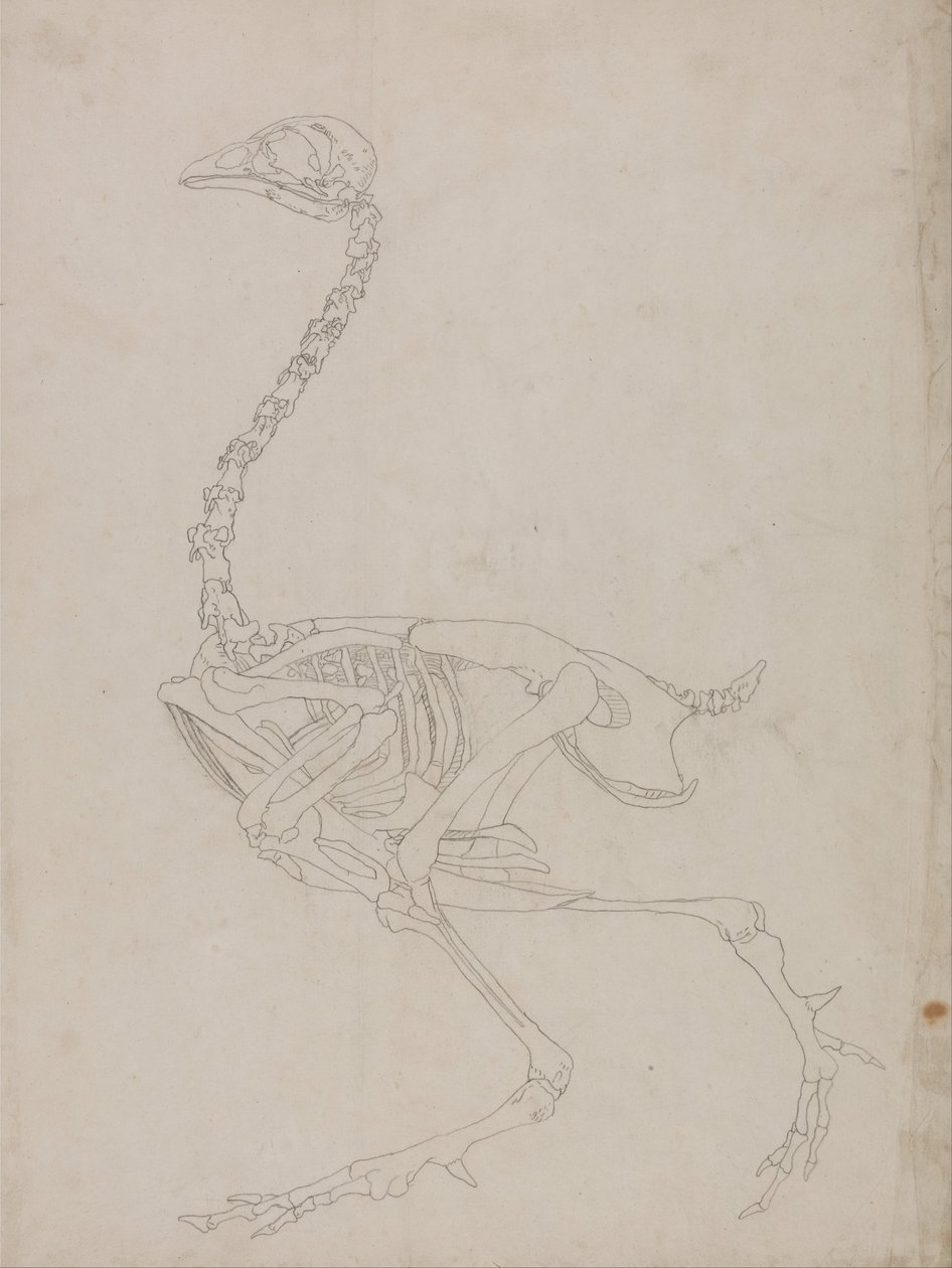 İnsan Vücudunun Yapısının Bir Kaplanın ve Bir Ko... by George Stubbs