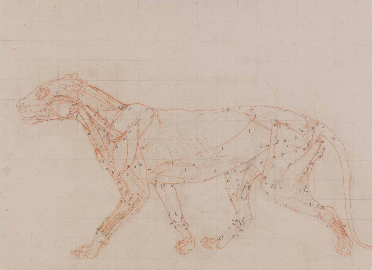İnsan Vücudunun Yapısının Bir Kaplanın ve Bir Ko... by George Stubbs