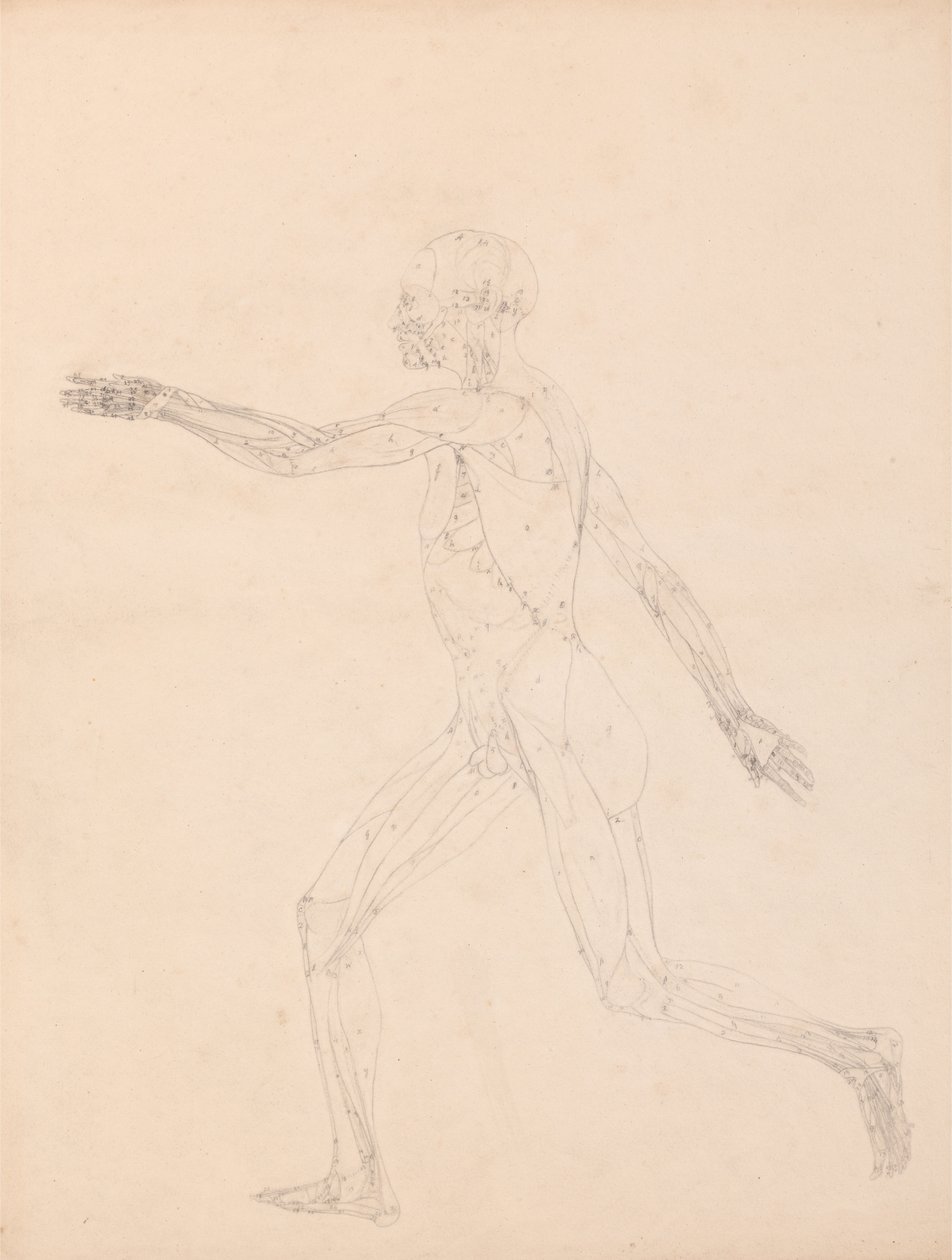 İnsan Vücudunun Yapısının Bir Kaplanın ve Bir Ko... by George Stubbs