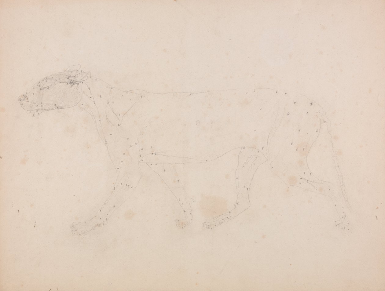 İnsan Vücudunun Yapısının Bir Kaplanın ve Bir Ko... by George Stubbs