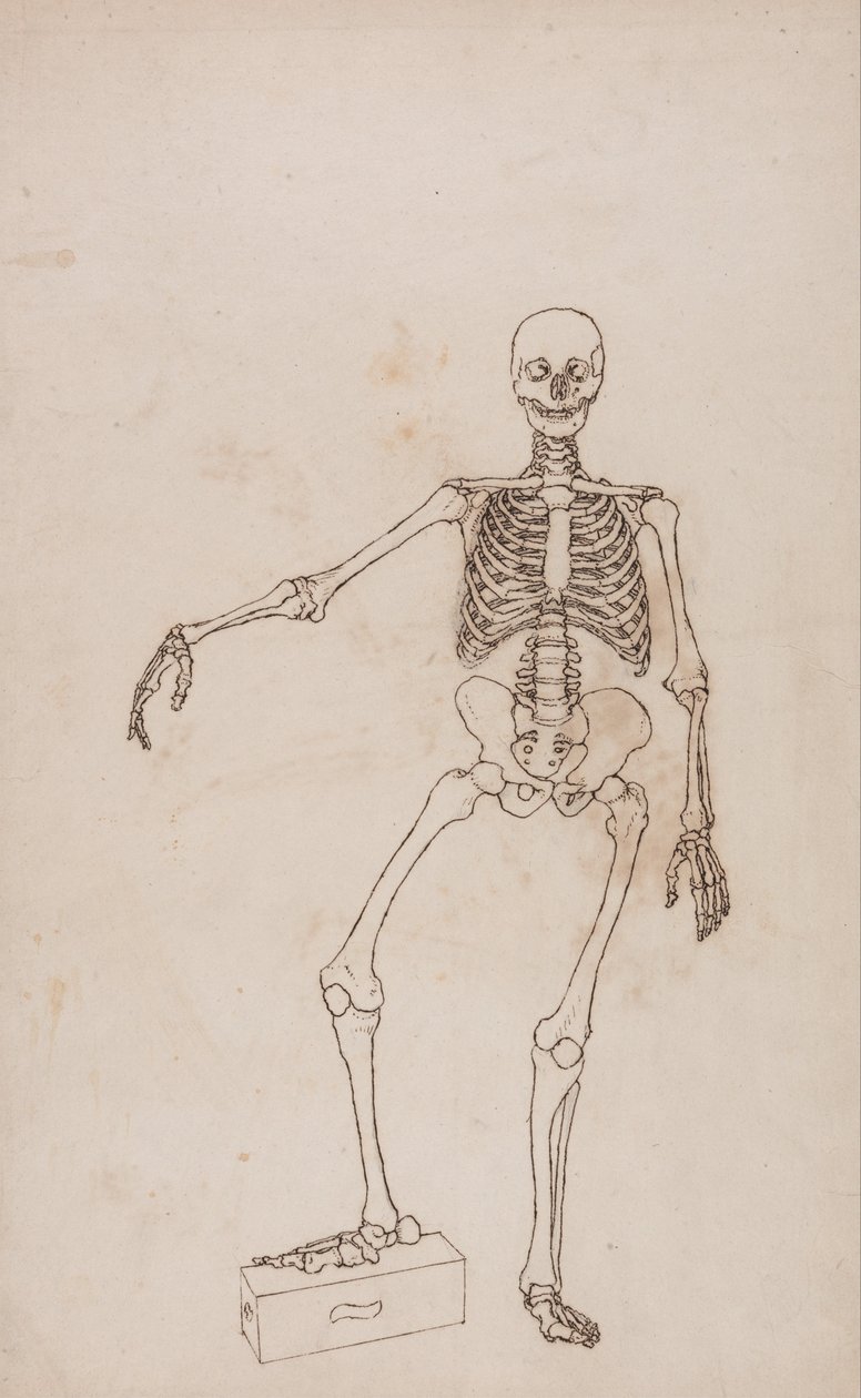 İnsan Vücudunun Yapısının Bir Kaplanın ve Bir Ko... by George Stubbs