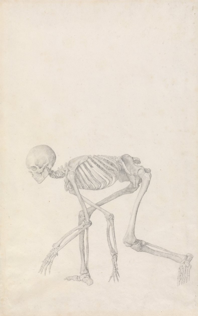 İnsan Vücudunun Yapısının Bir Kaplanın ve Bir Ko... by George Stubbs