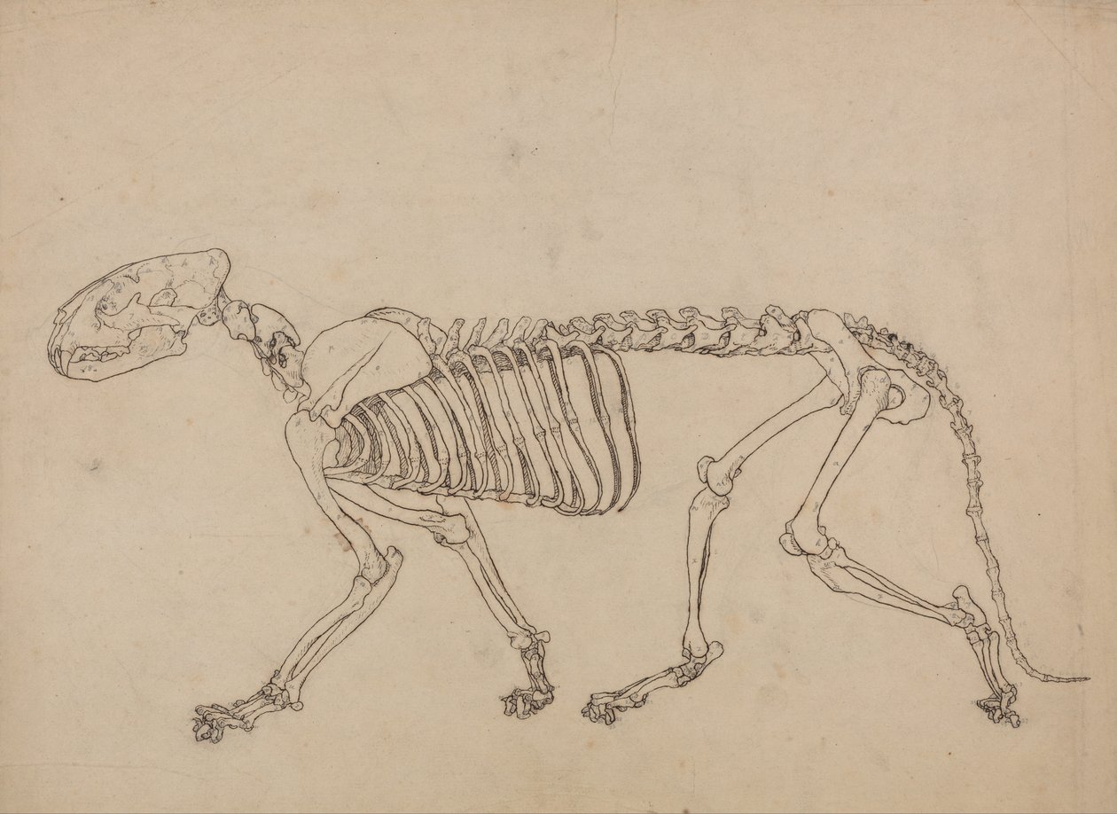 İnsan Vücudunun Yapısının Bir Kaplanın ve Bir Ko... by George Stubbs