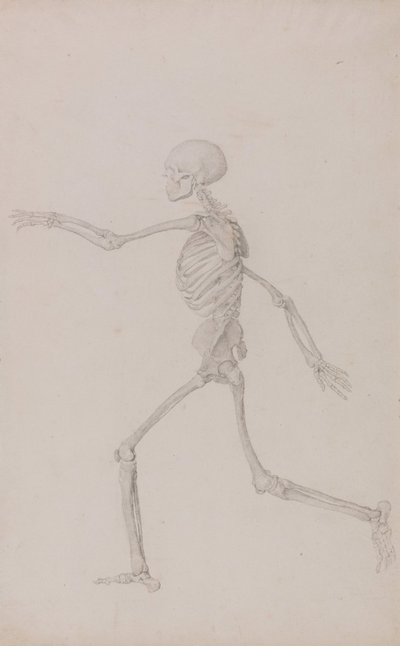 İnsan Vücudunun Yapısının Bir Kaplanın ve Bir Ko... by George Stubbs