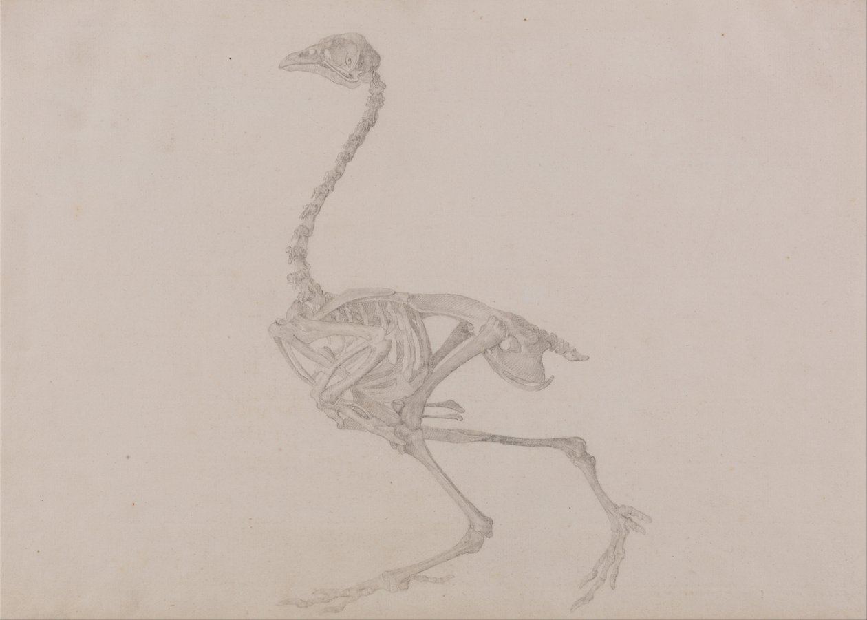İnsan Vücudunun Yapısının Bir Kaplanın ve Bir Ko... by George Stubbs