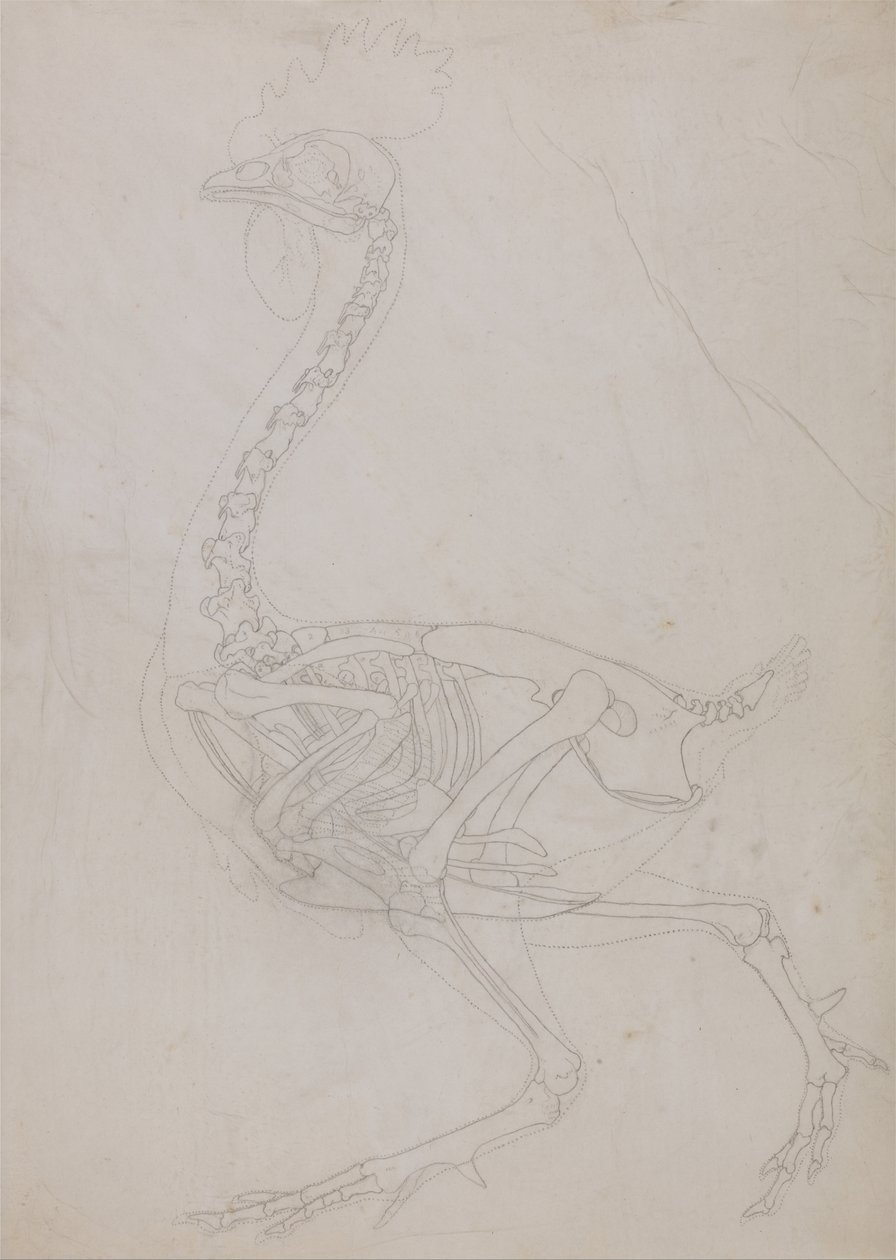 İnsan Vücudunun Yapısının Bir Kaplanın ve Bir Ko... by George Stubbs