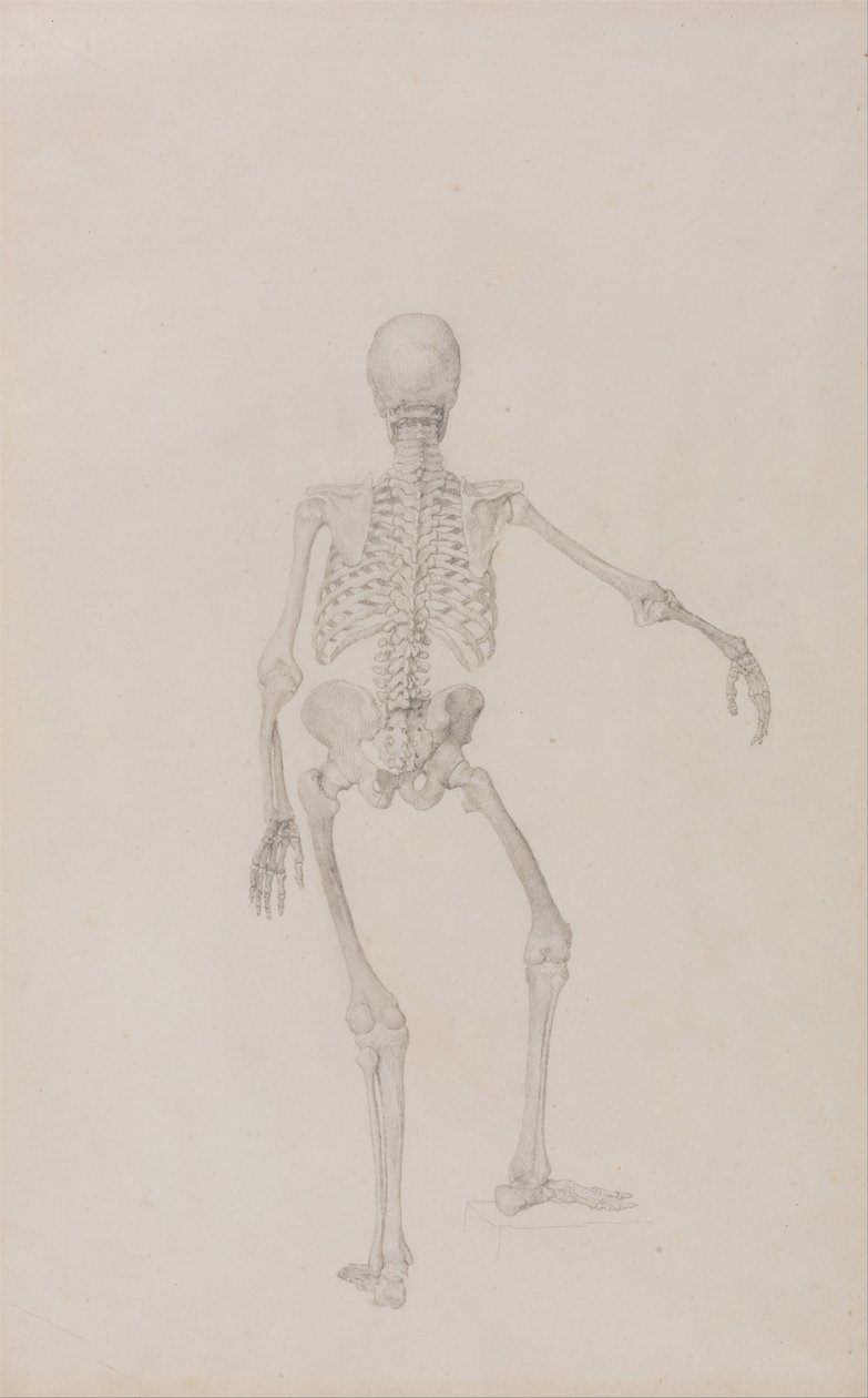 İnsan Vücudunun Yapısının Bir Kaplanın ve Bir Ko... by George Stubbs