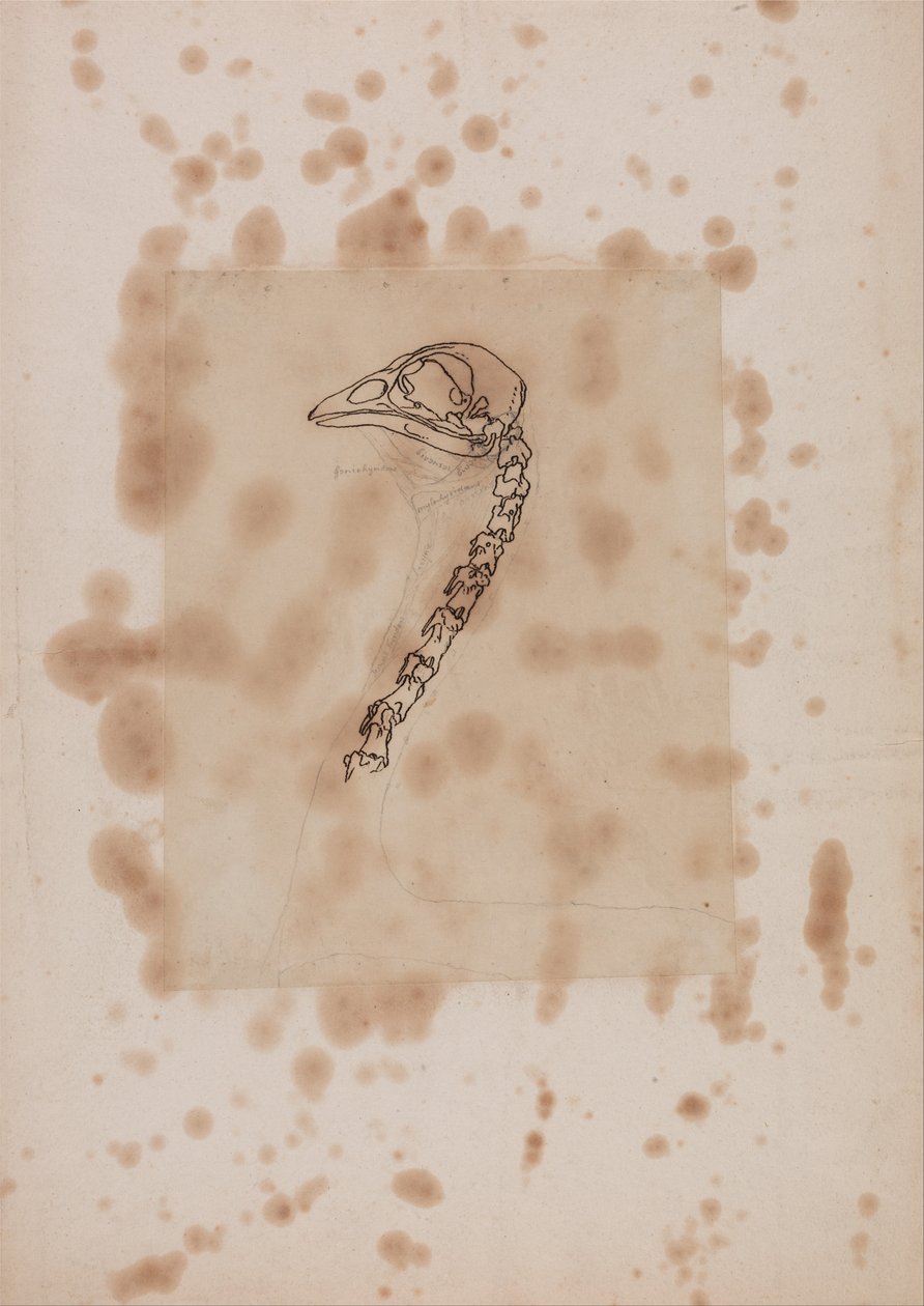İnsan Vücudunun Yapısının Bir Kaplanın ve Bir Ko... by George Stubbs