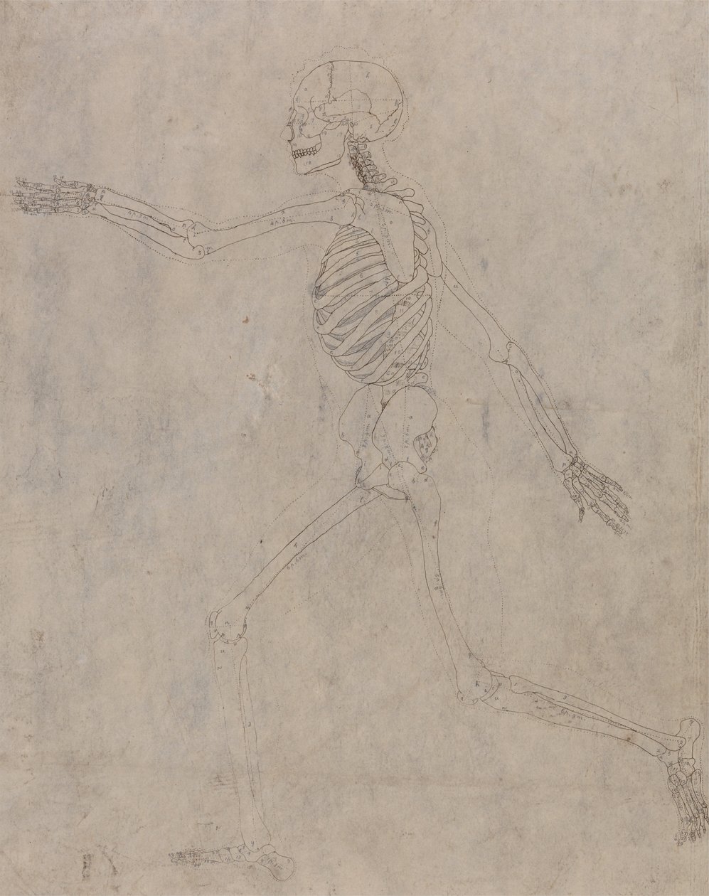 İnsan Vücudunun Yapısının Bir Kaplanın ve Bir Ko... by George Stubbs