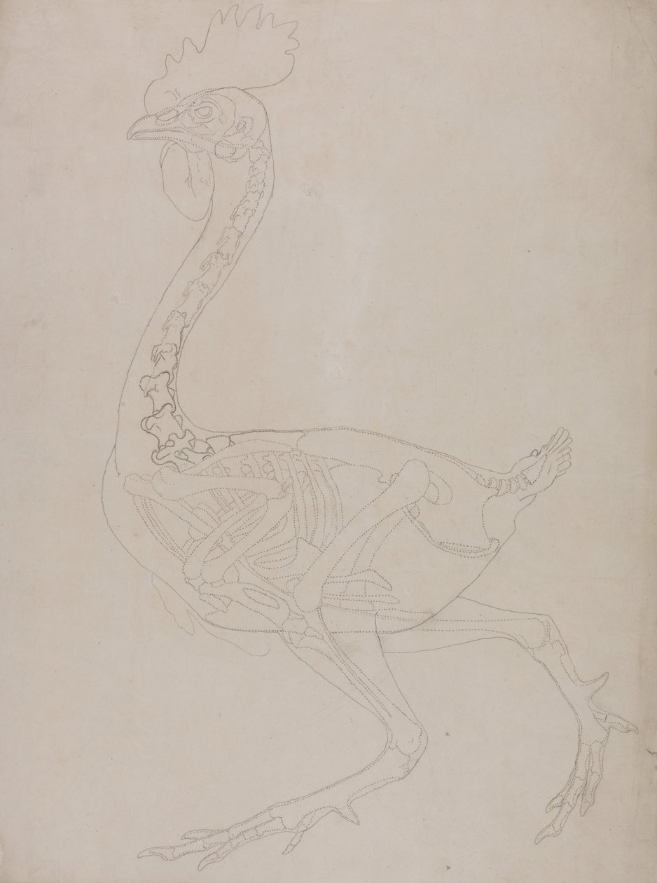 İnsan Vücudunun Yapısının Bir Kaplanın ve Bir Ko... by George Stubbs