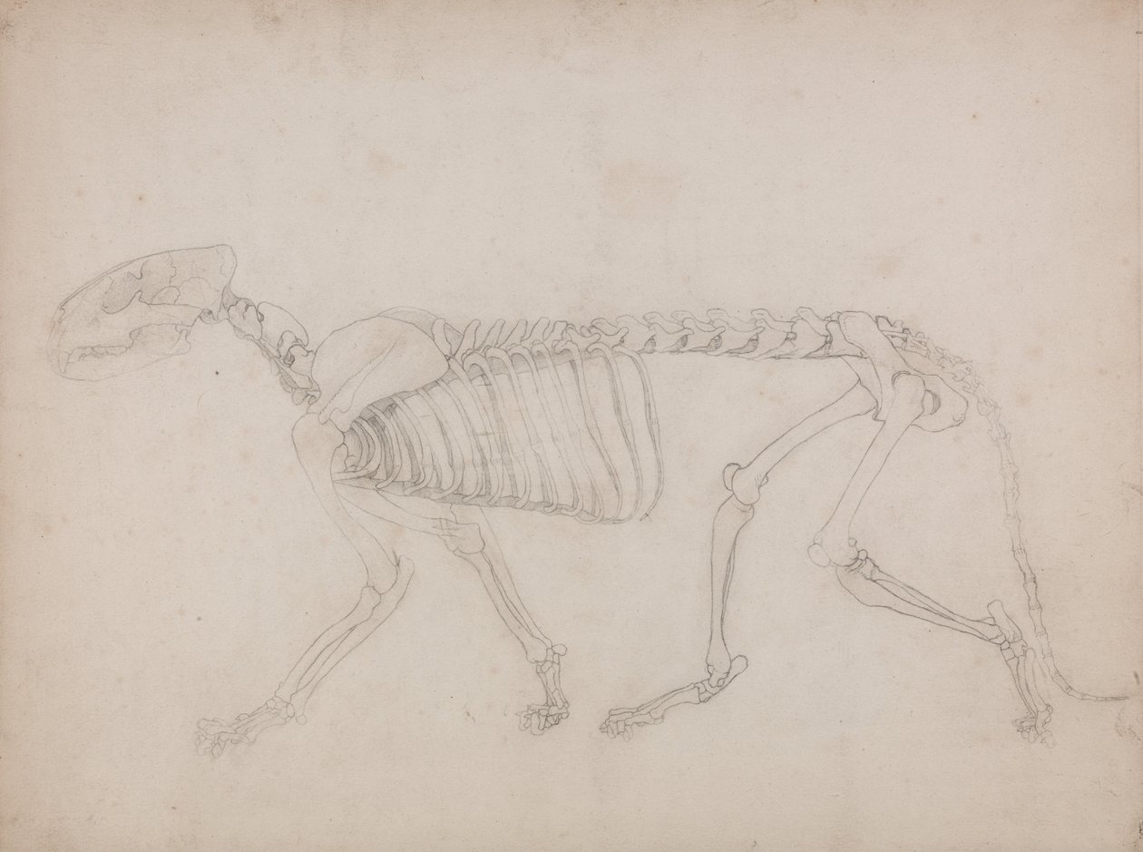 İnsan Vücudunun Yapısının Bir Kaplanın ve Bir Ko... by George Stubbs
