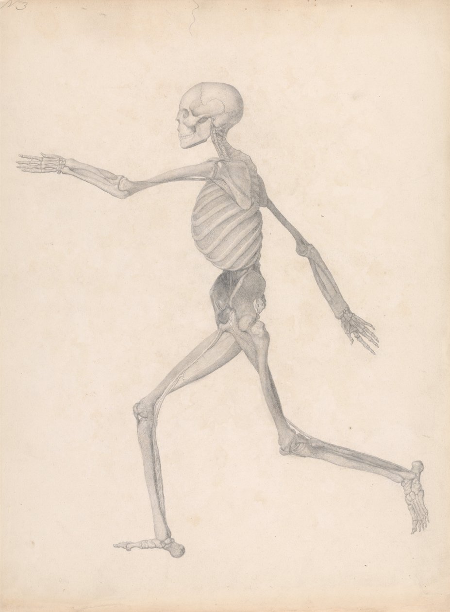 İnsan Vücudunun Yapısının Bir Kaplanın ve Bir Ko... by George Stubbs