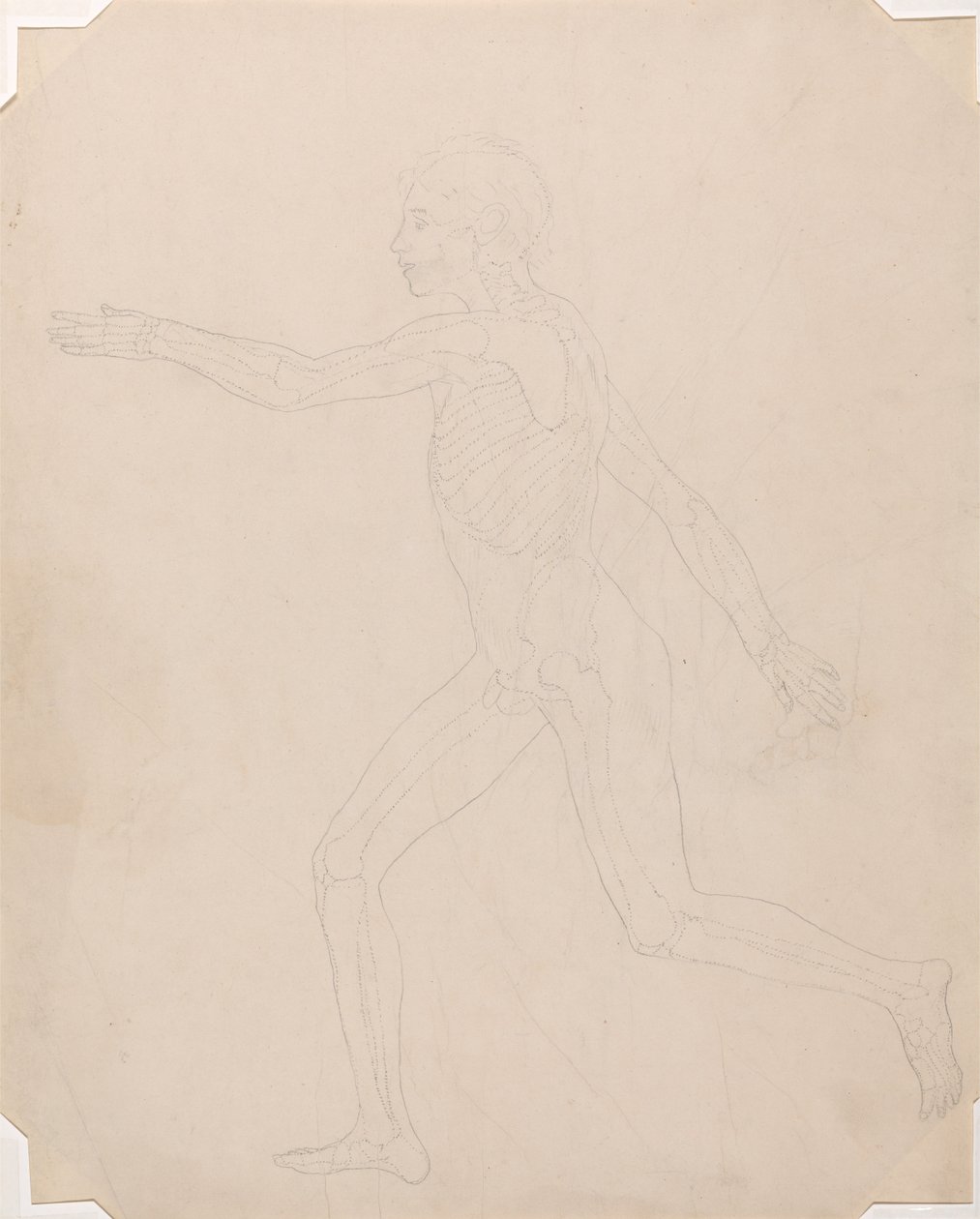 İnsan Vücudunun Yapısının Bir Kaplanın ve Bir Ko... by George Stubbs