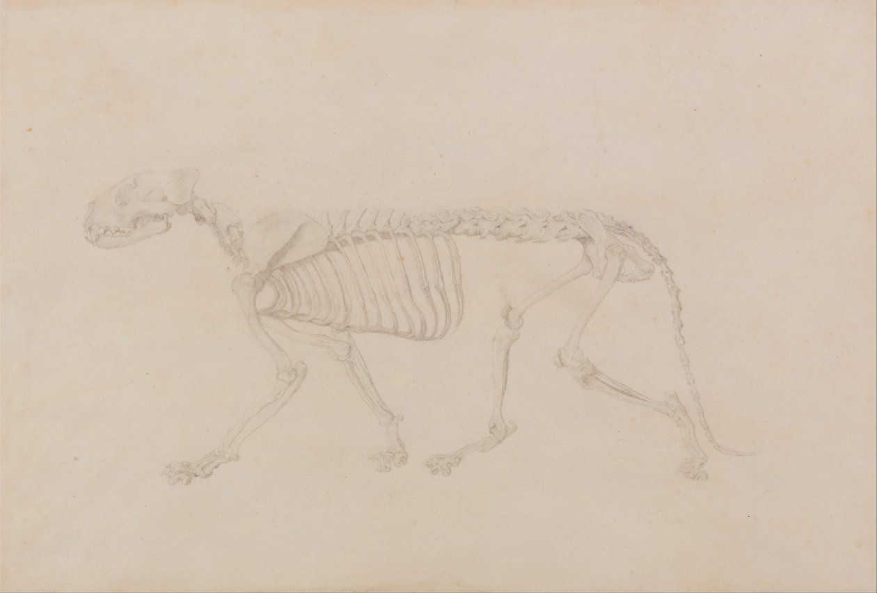 İnsan Vücudunun Yapısının Bir Kaplanın ve Bir Ko... by George Stubbs
