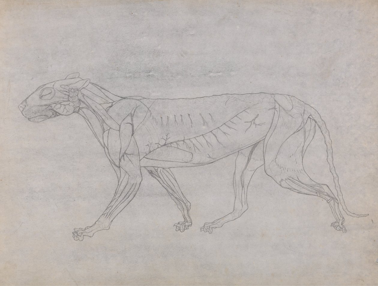 İnsan Vücudunun Yapısının Bir Kaplanın ve Bir Ko... by George Stubbs