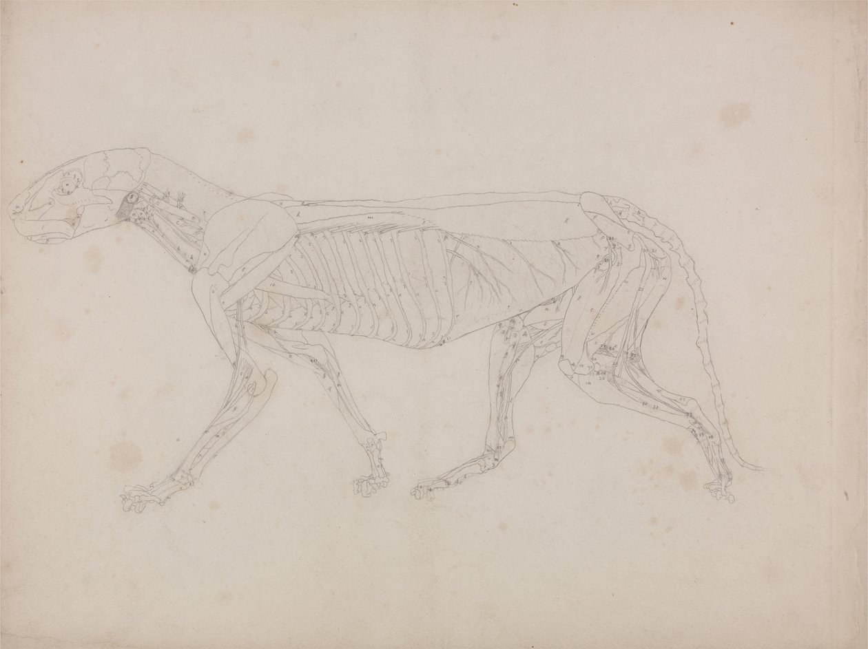 İnsan Vücudunun Yapısının Bir Kaplanın ve Bir Ko... by George Stubbs