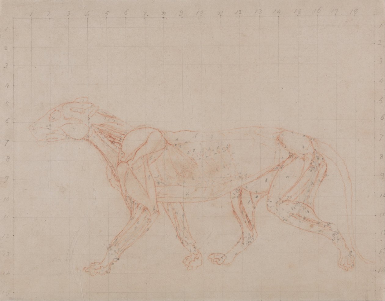 İnsan Vücudunun Yapısının Bir Kaplanın ve Bir Ko... by George Stubbs