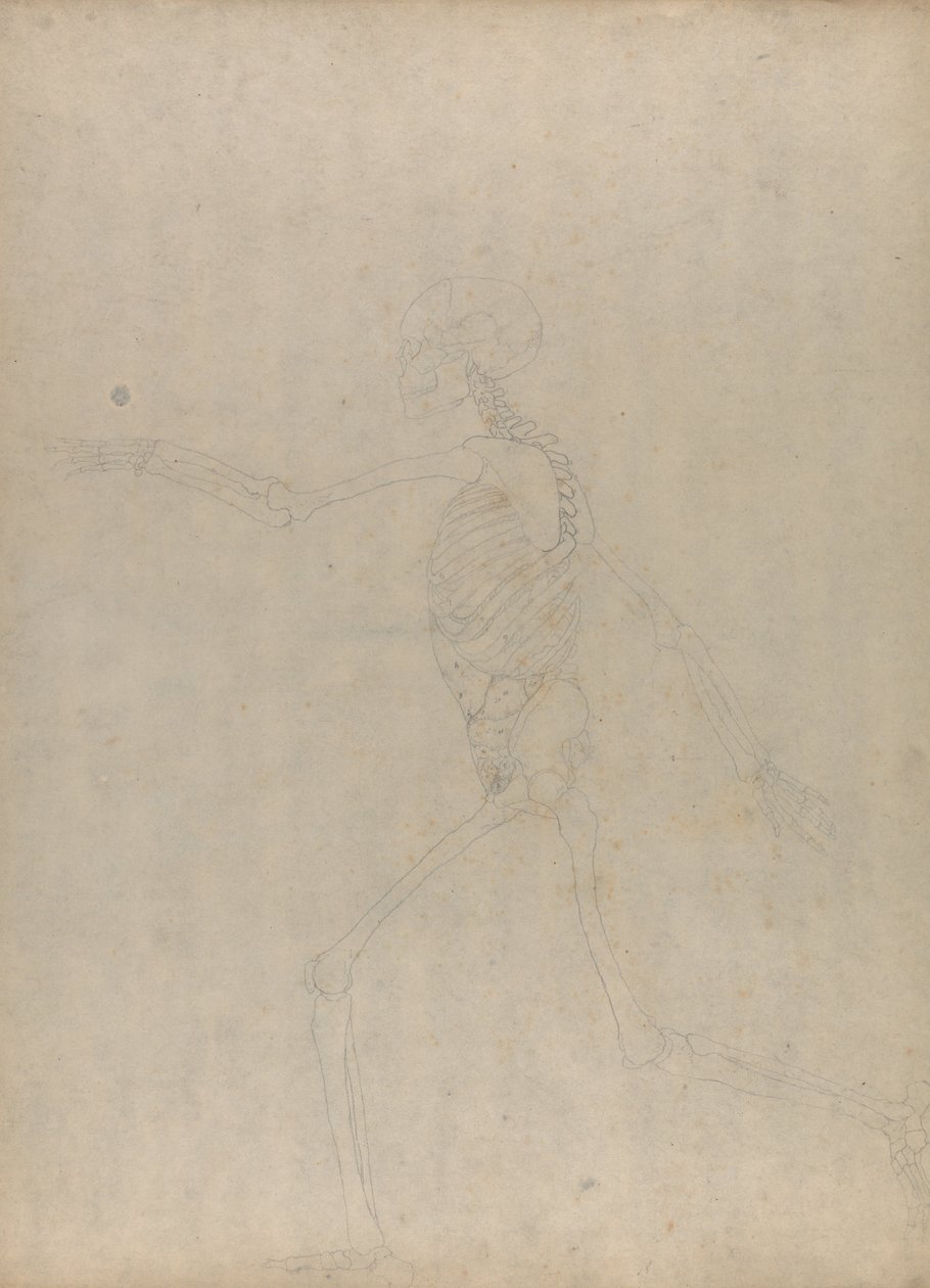 İnsan Vücudunun Yapısının Bir Kaplanın ve Bir Ko... by George Stubbs