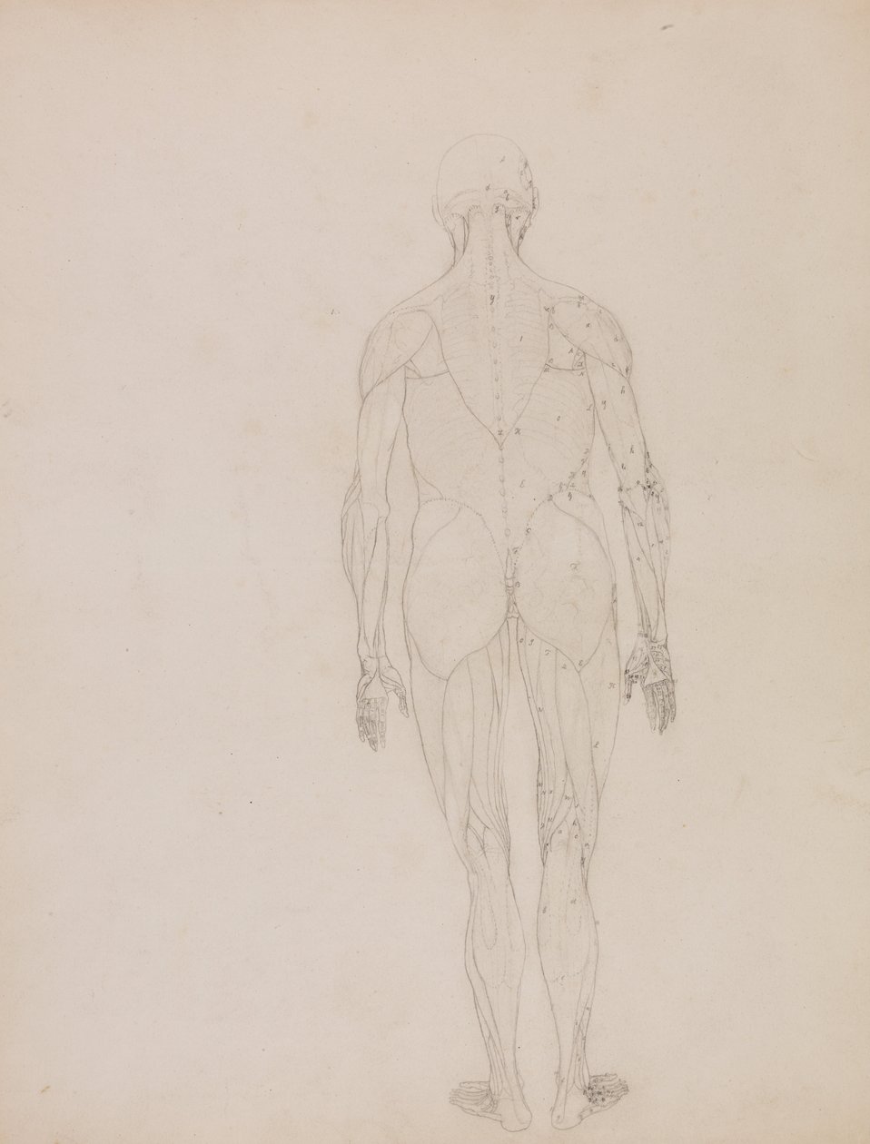 İnsan Vücudunun Yapısının Bir Kaplanın ve Bir Ko... by George Stubbs