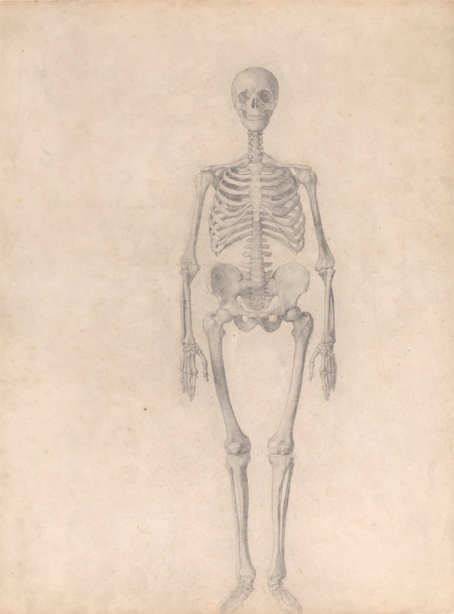 İnsan Vücudunun Yapısının Bir Kaplanın ve Bir Ko... by George Stubbs