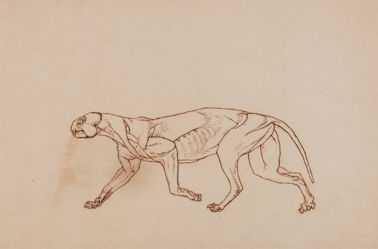 İnsan Vücudunun Yapısının Bir Kaplanın ve Bir Ko... by George Stubbs