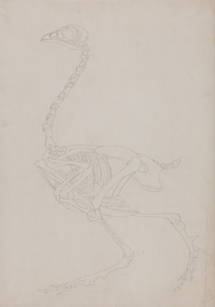 İnsan Vücudunun Yapısının Bir Kaplanın ve Bir Ko... by George Stubbs