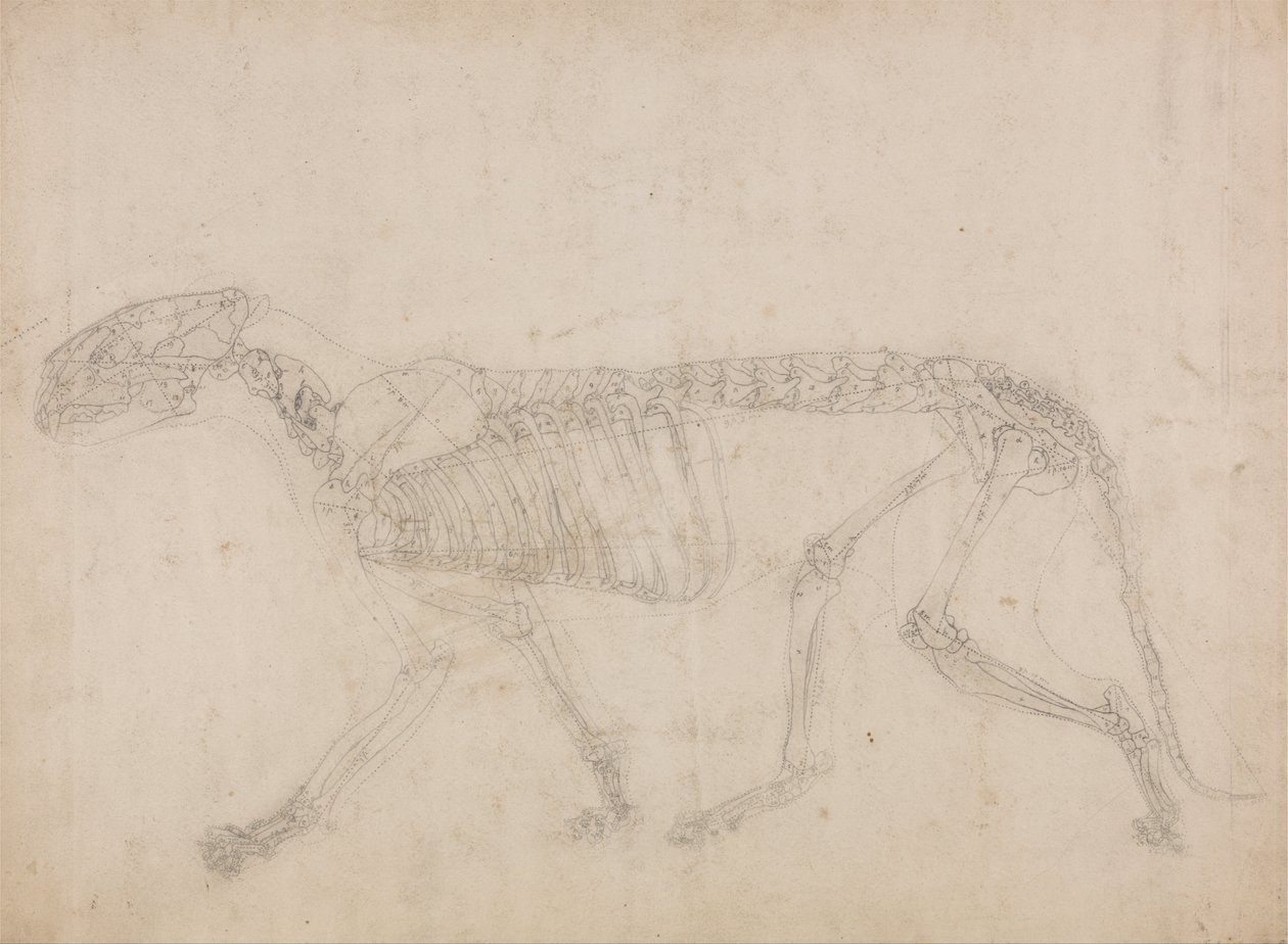 İnsan Vücudunun Yapısının Bir Kaplanın ve Bir Ko... by George Stubbs