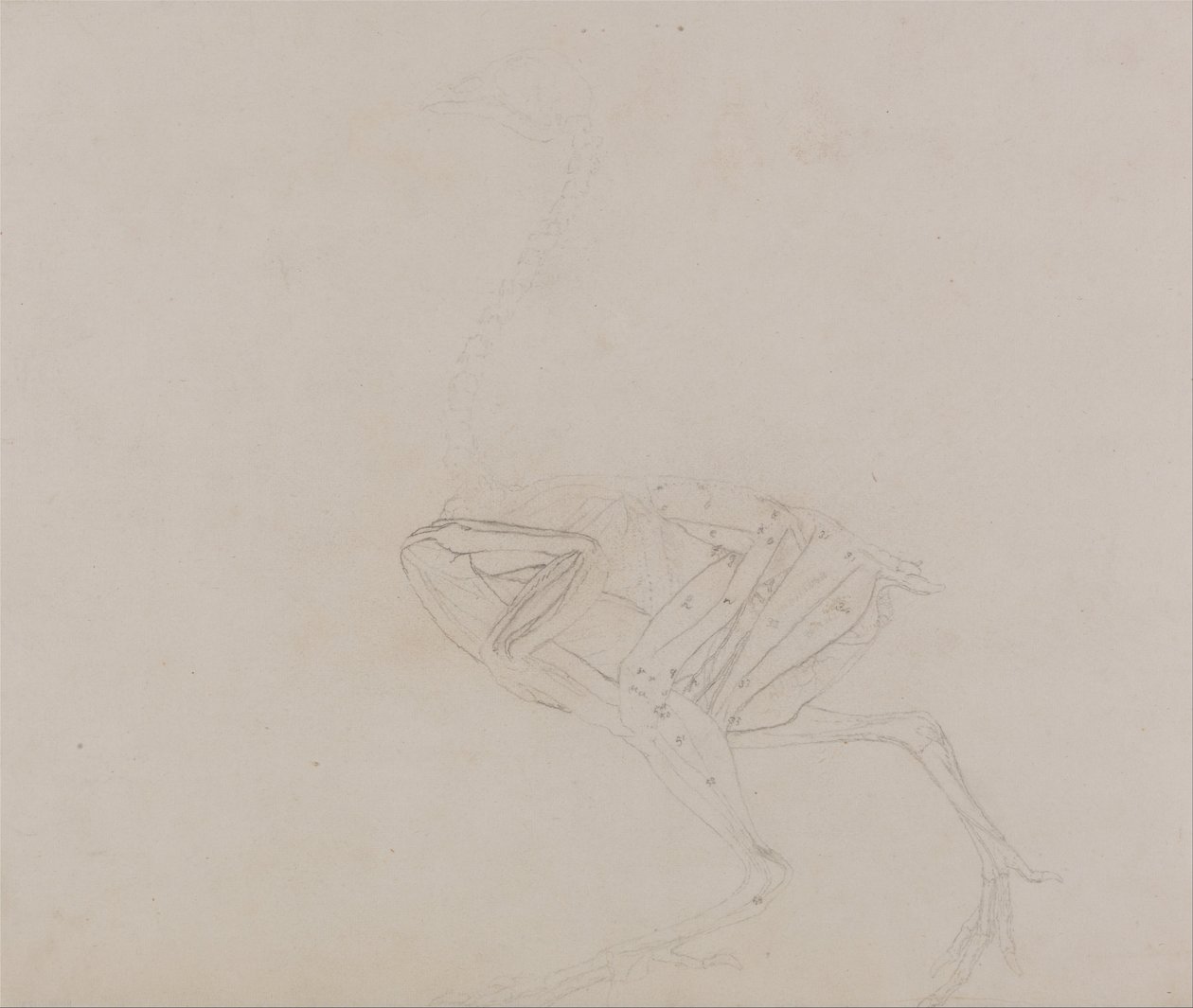 İnsan Vücudunun Yapısının Bir Kaplanın ve Bir Ko... by George Stubbs