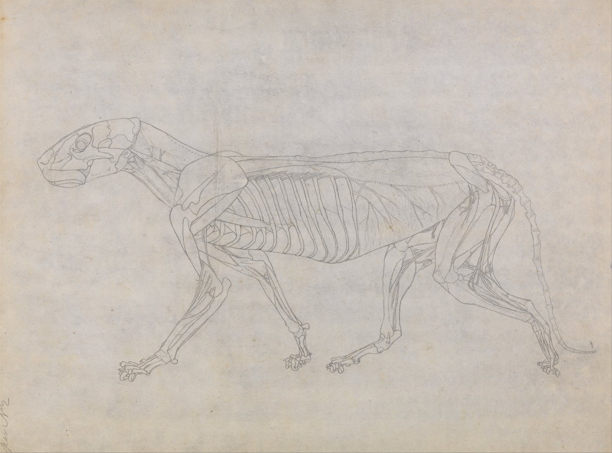 İnsan Vücudunun Yapısının Bir Kaplanın ve Bir Ko... by George Stubbs