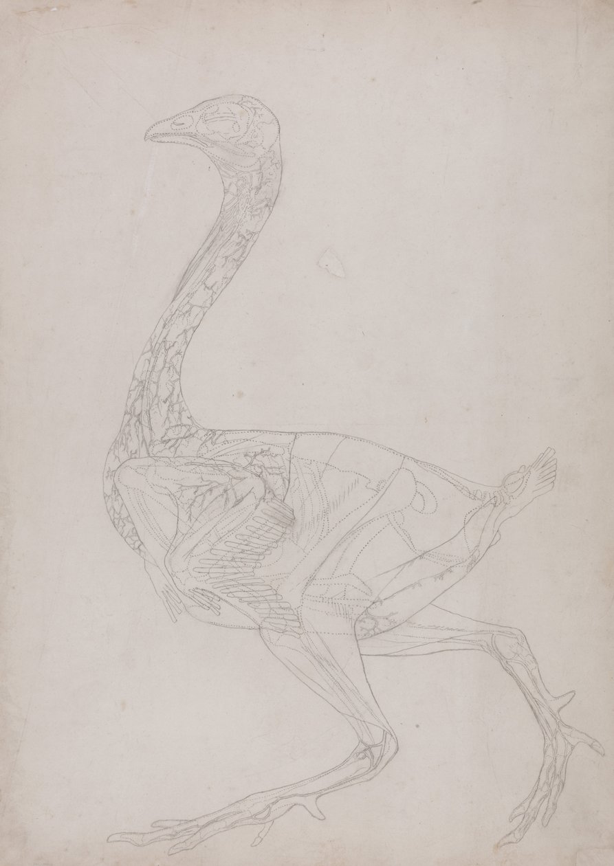 İnsan Vücudunun Yapısının Bir Kaplanın ve Bir Ko... by George Stubbs