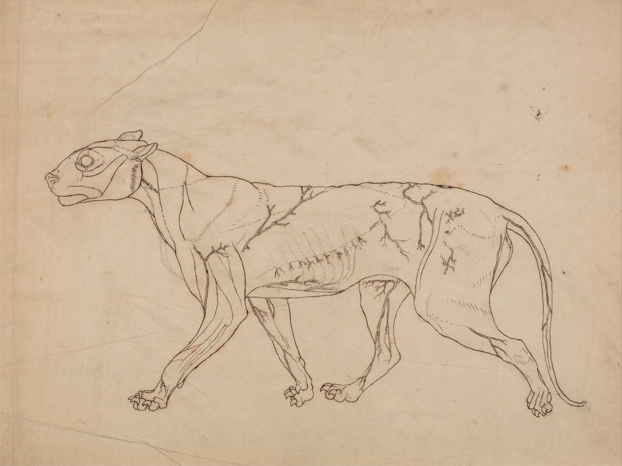 İnsan Vücudunun Yapısının Bir Kaplanın ve Bir Ko... by George Stubbs