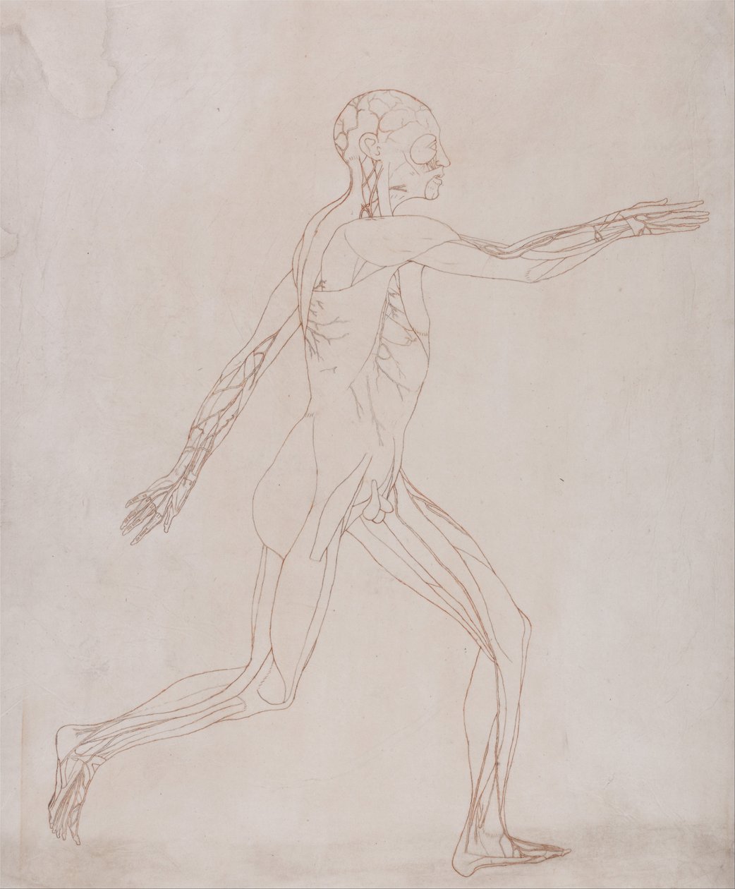 İnsan Vücudunun Yapısının Bir Kaplanın ve Bir Ko... by George Stubbs