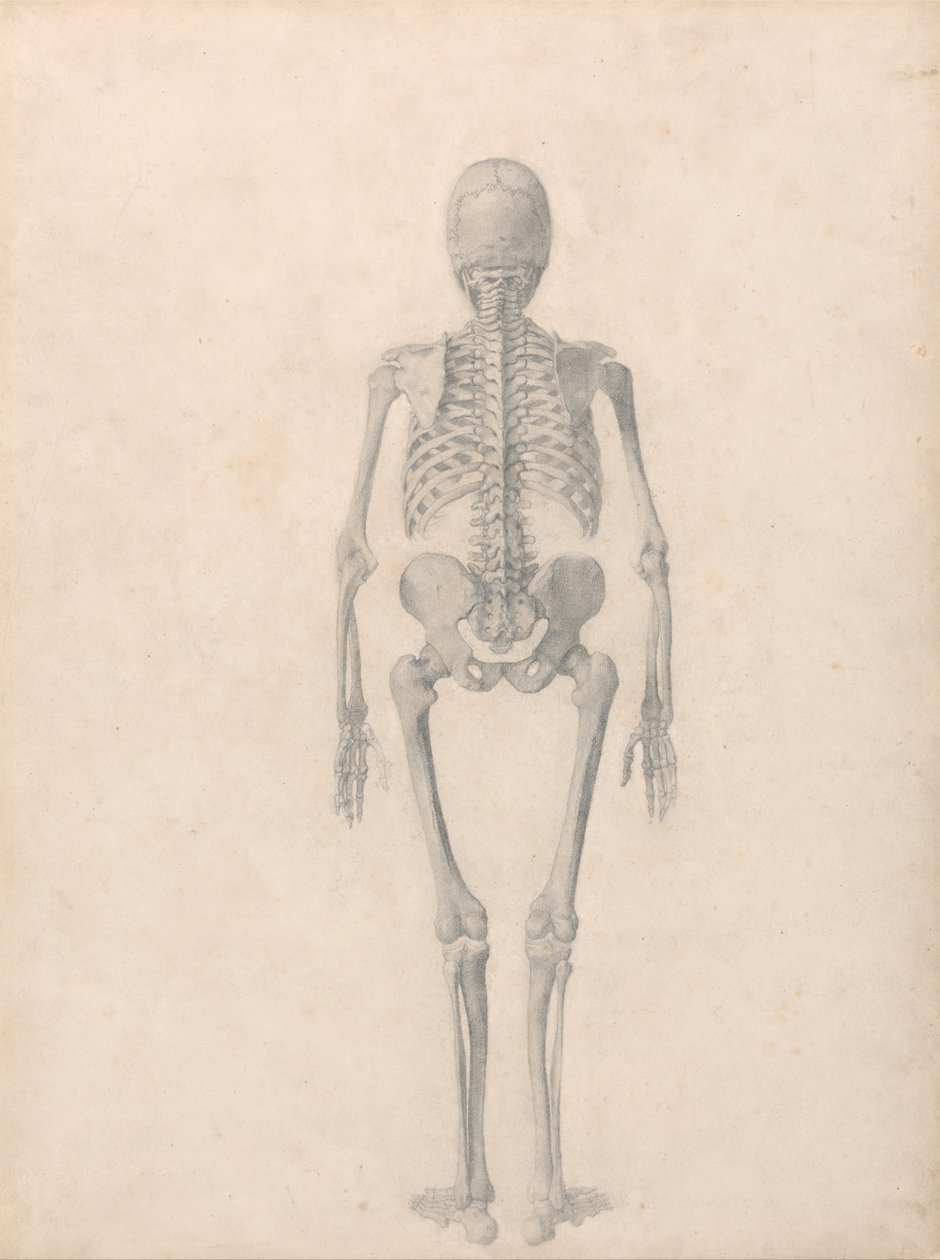 İnsan Vücudunun Yapısının Bir Kaplanın ve Bir Ko... by George Stubbs
