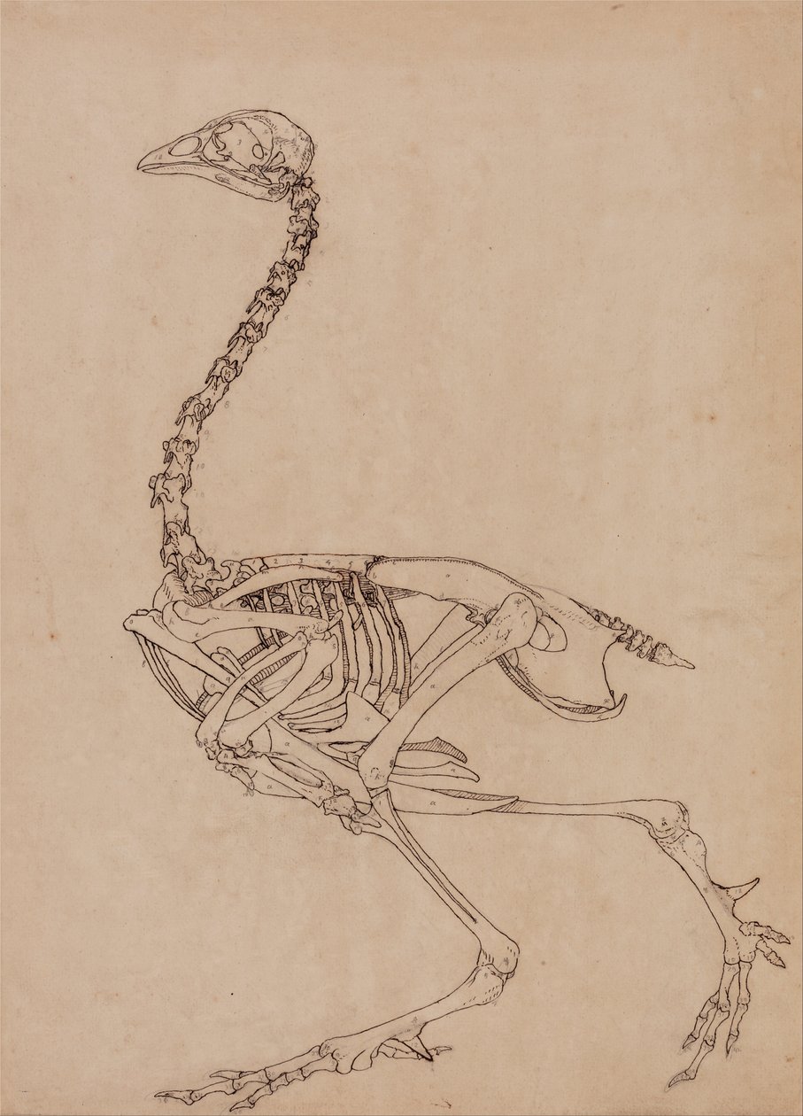 İnsan Vücudunun Yapısının Bir Kaplanın ve Bir Ko... by George Stubbs